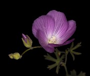 Sidalcea glaucesens - Checkerbloom 17-9595